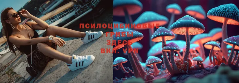 площадка как зайти  наркотики  Зерноград  Псилоцибиновые грибы Cubensis 